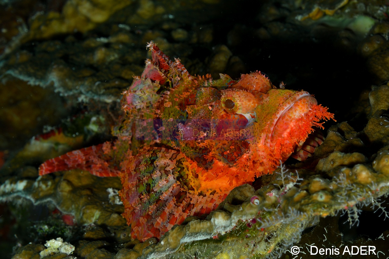 Scorpaenopsis barbatus Wakatobi Batuata Island-15m-20180603-Denis-ADER-DSC_3751_tn.jpg
